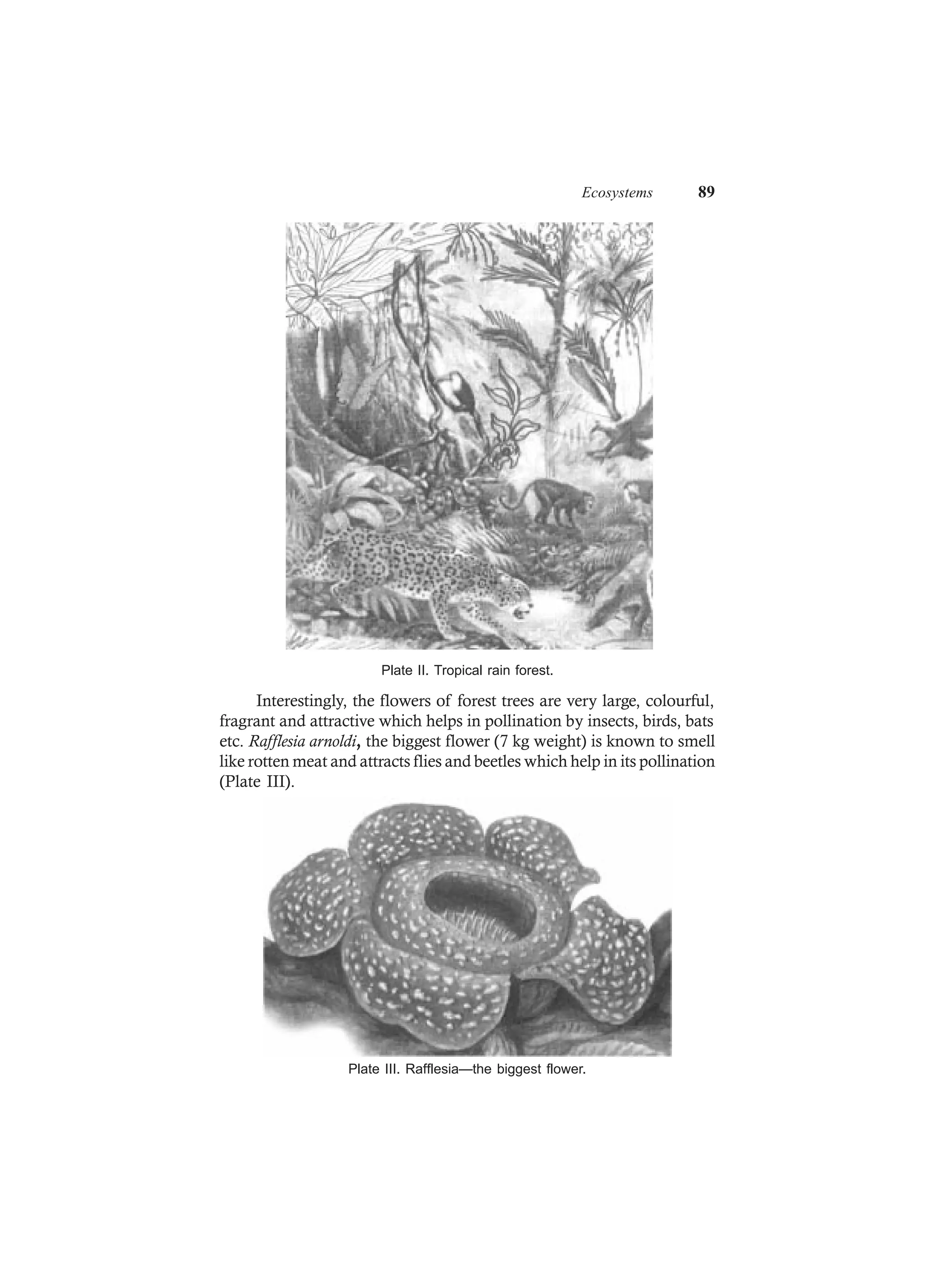 Ecosystems 89
Plate II. Tropical rain forest.
Interestingly, the flowers of forest trees are very large, colourful,
fragrant and attractive which helps in pollination by insects, birds, bats
etc. Rafflesia arnoldi, the biggest flower (7 kg weight) is known to smell
like rotten meat and attracts flies and beetles which help in its pollination
(Plate III).
Plate III. Rafflesia—the biggest flower.
 