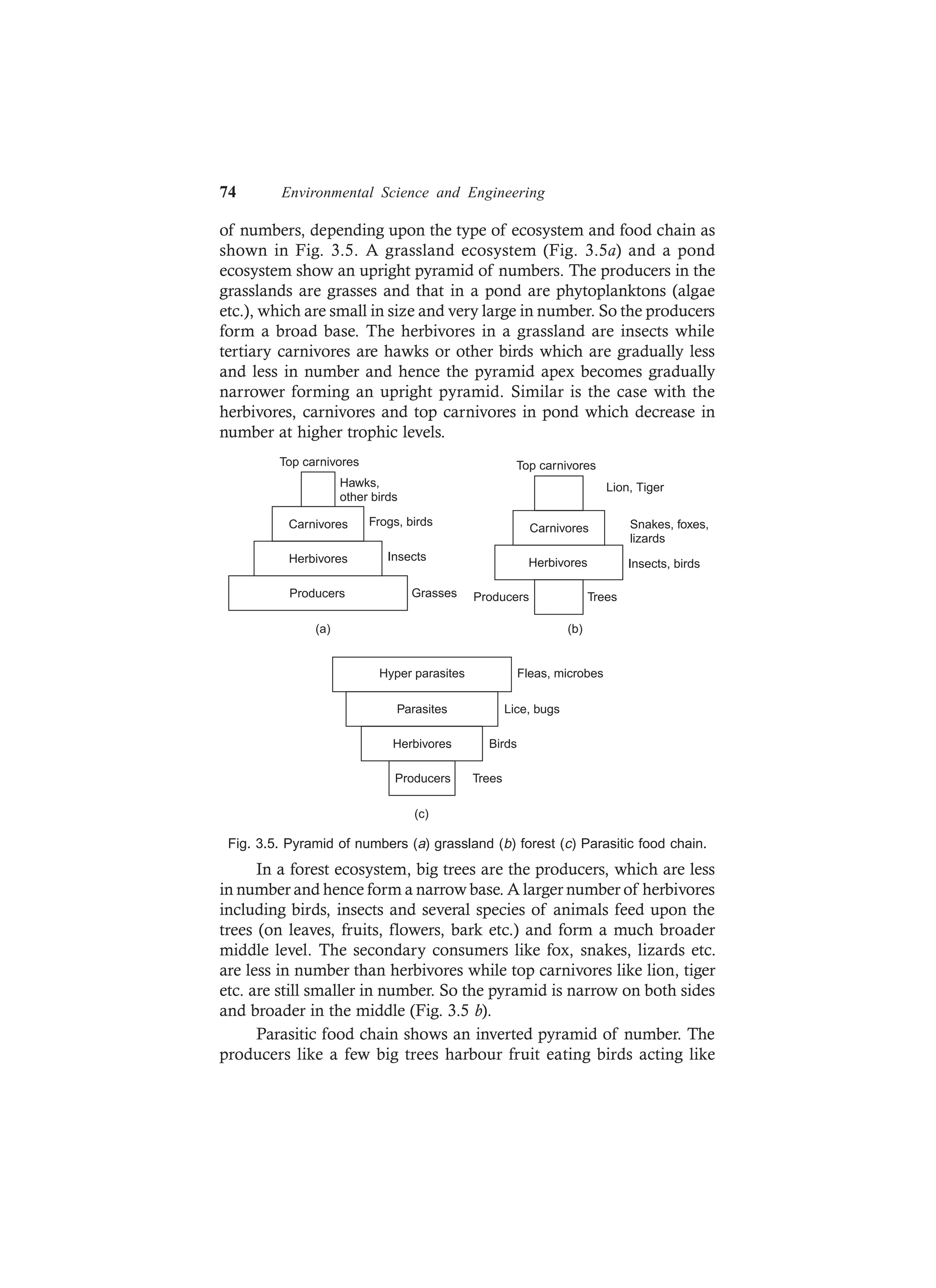 74 Environmental Science and Engineering
of numbers, depending upon the type of ecosystem and food chain as
shown in Fig. 3.5. A grassland ecosystem (Fig. 3.5a) and a pond
ecosystem show an upright pyramid of numbers. The producers in the
grasslands are grasses and that in a pond are phytoplanktons (algae
etc.), which are small in size and very large in number. So the producers
form a broad base. The herbivores in a grassland are insects while
tertiary carnivores are hawks or other birds which are gradually less
and less in number and hence the pyramid apex becomes gradually
narrower forming an upright pyramid. Similar is the case with the
herbivores, carnivores and top carnivores in pond which decrease in
number at higher trophic levels.
Top carnivores
Carnivores
Herbivores
Producers
Top carnivores
Carnivores
Herbivores
Producers Trees
(a) (b)
Lion, Tiger
Snakes, foxes,
lizards
Insects, birds
Grasses
Insects
Frogs, birds
Hawks,
other birds
Hyper parasites Fleas, microbes
Herbivores Birds
Parasites Lice, bugs
Producers Trees
(c)
Fig. 3.5. Pyramid of numbers (a) grassland (b) forest (c) Parasitic food chain.
In a forest ecosystem, big trees are the producers, which are less
in number and hence form a narrow base. A larger number of herbivores
including birds, insects and several species of animals feed upon the
trees (on leaves, fruits, flowers, bark etc.) and form a much broader
middle level. The secondary consumers like fox, snakes, lizards etc.
are less in number than herbivores while top carnivores like lion, tiger
etc. are still smaller in number. So the pyramid is narrow on both sides
and broader in the middle (Fig. 3.5 b).
Parasitic food chain shows an inverted pyramid of number. The
producers like a few big trees harbour fruit eating birds acting like
 