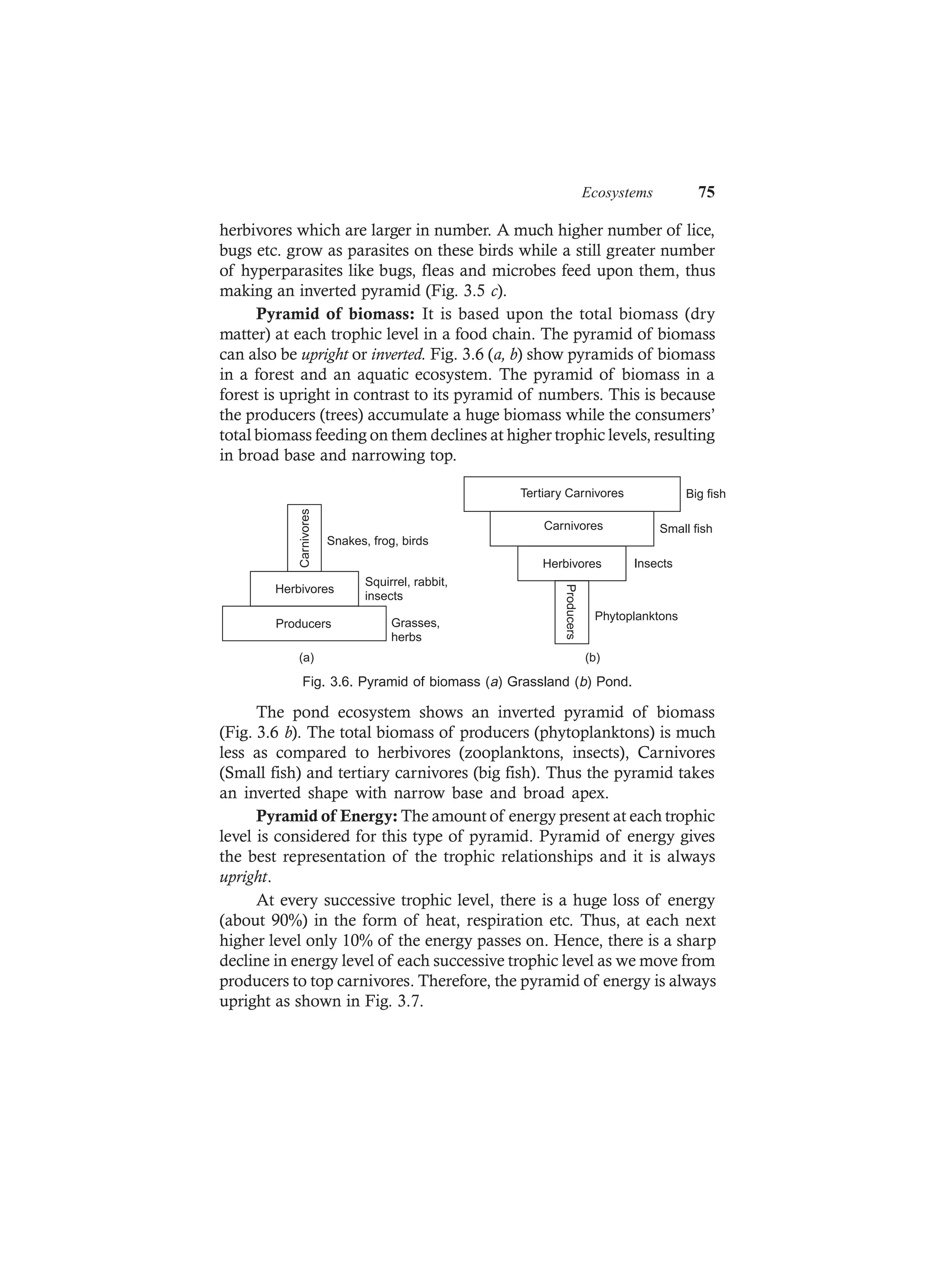 Ecosystems 75
herbivores which are larger in number. A much higher number of lice,
bugs etc. grow as parasites on these birds while a still greater number
of hyperparasites like bugs, fleas and microbes feed upon them, thus
making an inverted pyramid (Fig. 3.5 c).
Pyramid of biomass: It is based upon the total biomass (dry
matter) at each trophic level in a food chain. The pyramid of biomass
can also be upright or inverted. Fig. 3.6 (a, b) show pyramids of biomass
in a forest and an aquatic ecosystem. The pyramid of biomass in a
forest is upright in contrast to its pyramid of numbers. This is because
the producers (trees) accumulate a huge biomass while the consumers’
total biomass feeding on them declines at higher trophic levels, resulting
in broad base and narrowing top.
Carnivores
Herbivores
Producers
Snakes, frog, birds
Squirrel, rabbit,
insects
Grasses,
herbs
(a)
Carnivores
Tertiary Carnivores
HerbivoresProducers
Small fish
Big fish
Insects
Phytoplanktons
(b)
Fig. 3.6. Pyramid of biomass (a) Grassland (b) Pond.
The pond ecosystem shows an inverted pyramid of biomass
(Fig. 3.6 b). The total biomass of producers (phytoplanktons) is much
less as compared to herbivores (zooplanktons, insects), Carnivores
(Small fish) and tertiary carnivores (big fish). Thus the pyramid takes
an inverted shape with narrow base and broad apex.
Pyramid of Energy: The amount of energy present at each trophic
level is considered for this type of pyramid. Pyramid of energy gives
the best representation of the trophic relationships and it is always
upright.
At every successive trophic level, there is a huge loss of energy
(about 90%) in the form of heat, respiration etc. Thus, at each next
higher level only 10% of the energy passes on. Hence, there is a sharp
decline in energy level of each successive trophic level as we move from
producers to top carnivores. Therefore, the pyramid of energy is always
upright as shown in Fig. 3.7.
 
