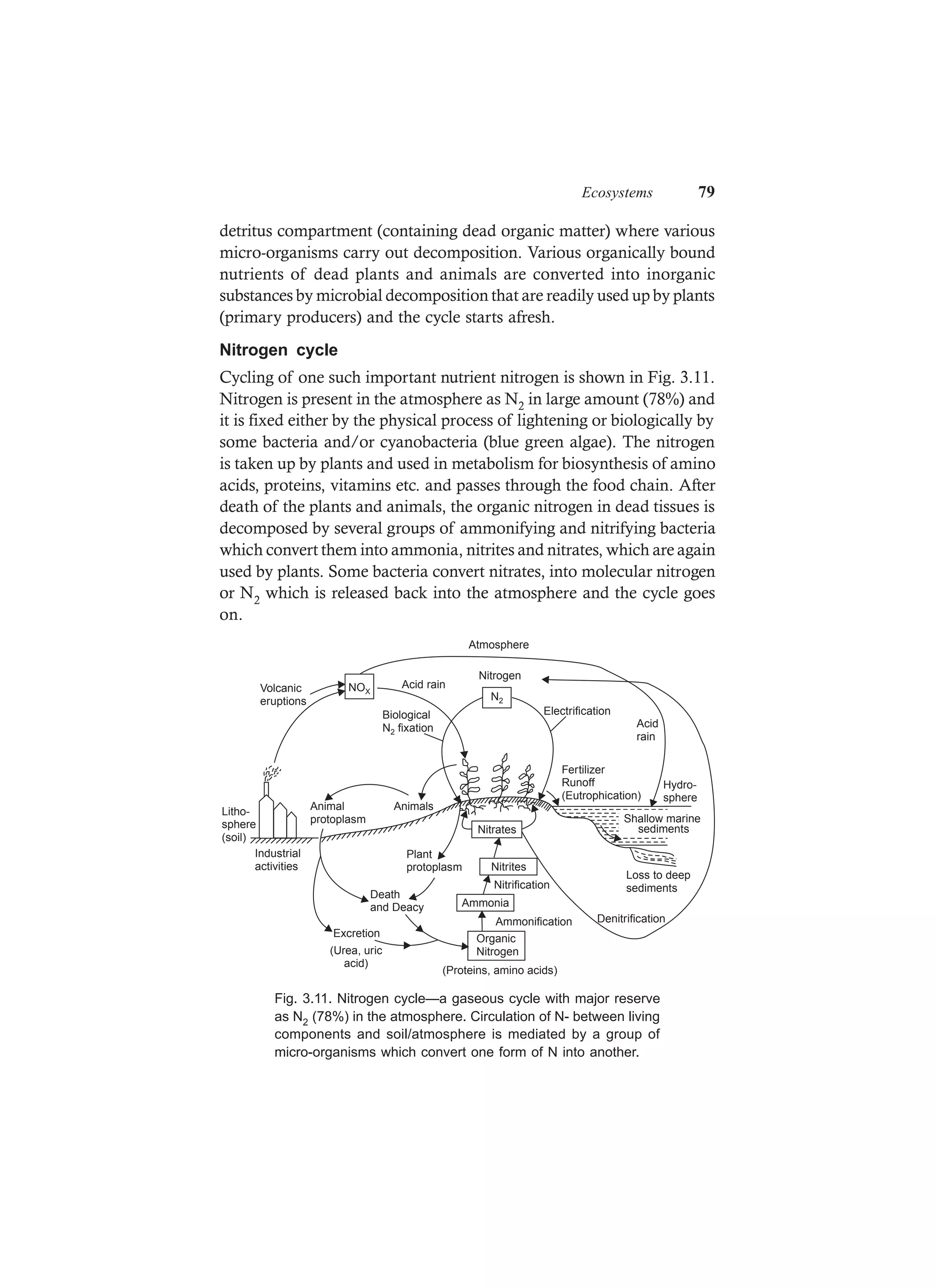 Ecosystems 79
detritus compartment (containing dead organic matter) where various
micro-organisms carry out decomposition. Various organically bound
nutrients of dead plants and animals are converted into inorganic
substances by microbial decomposition that are readily used up by plants
(primary producers) and the cycle starts afresh.
Nitrogen cycle
Cycling of one such important nutrient nitrogen is shown in Fig. 3.11.
Nitrogen is present in the atmosphere as N2 in large amount (78%) and
it is fixed either by the physical process of lightening or biologically by
some bacteria and/or cyanobacteria (blue green algae). The nitrogen
is taken up by plants and used in metabolism for biosynthesis of amino
acids, proteins, vitamins etc. and passes through the food chain. After
death of the plants and animals, the organic nitrogen in dead tissues is
decomposed by several groups of ammonifying and nitrifying bacteria
which convert them into ammonia, nitrites and nitrates, which are again
used by plants. Some bacteria convert nitrates, into molecular nitrogen
or N2 which is released back into the atmosphere and the cycle goes
on.
Nitrates
Nitrites
Ammonia
Organic
Nitrogen
(Proteins, amino acids)
AnimalsAnimal
protoplasm
Industrial
activities
Litho-
sphere
(soil)
Death
and Deacy
Plant
protoplasm
Excretion
Fertilizer
Runoff
(Eutrophication)
Shallow marine
sediments
Nitrification
Ammonification
N2
NOXVolcanic
eruptions
Acid rain
Biological
N fixation2
Electrification
Loss to deep
sediments
Denitrification
Nitrogen
Acid
rain
Atmosphere
(Urea, uric
acid)
Hydro-
sphere
Fig. 3.11. Nitrogen cycle—a gaseous cycle with major reserve
as N2 (78%) in the atmosphere. Circulation of N- between living
components and soil/atmosphere is mediated by a group of
micro-organisms which convert one form of N into another.
 