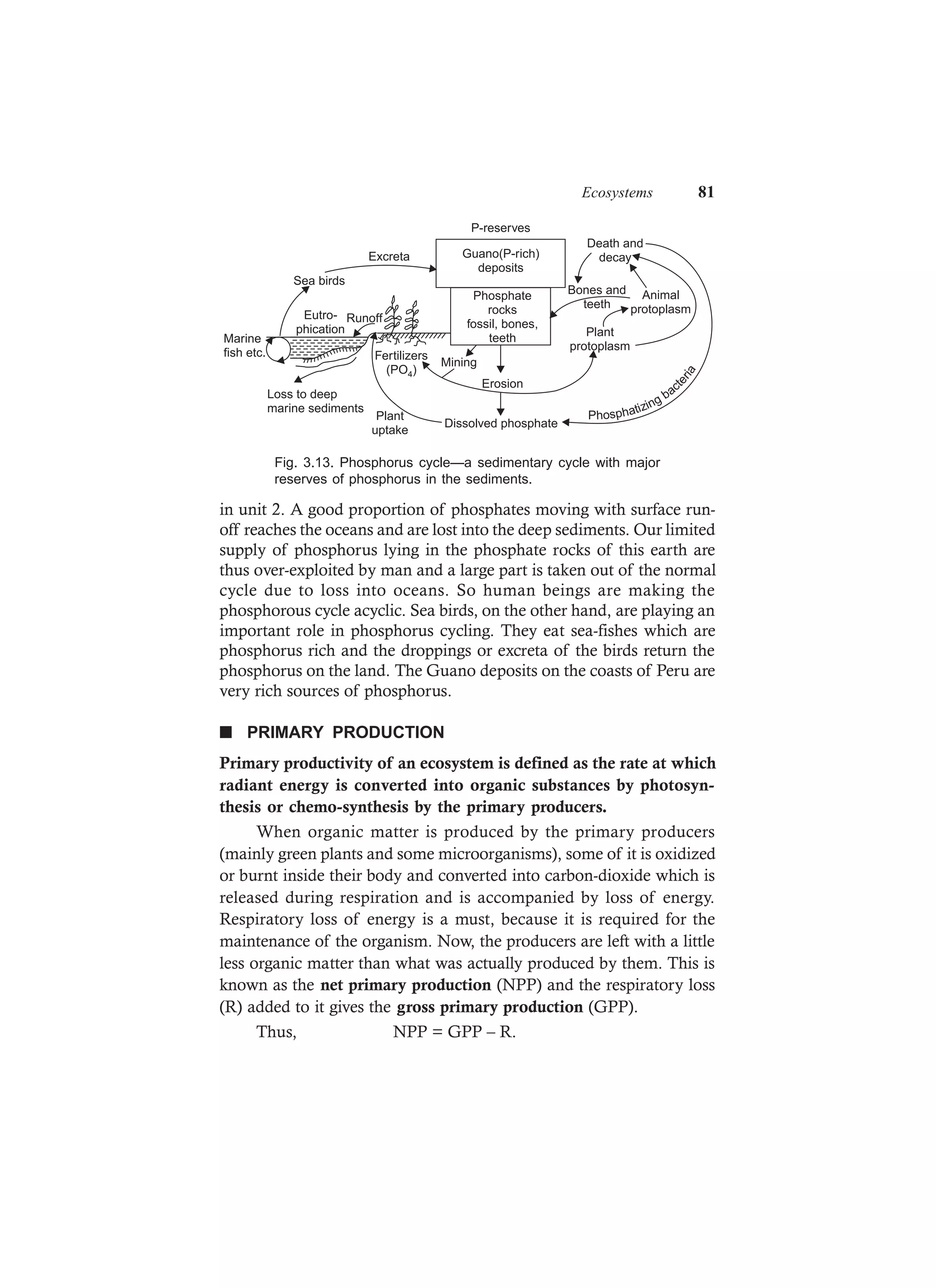 Ecosystems 81
Guano(P-rich)
deposits
Phosphate
rocks
fossil, bones,
teeth
P-reserves
Erosion
Mining
Dissolved phosphate
Fertilizers
(PO )4
Loss to deep
marine sediments
Eutro-
phication
Runoff
Sea birds
Excreta
Marine
fish etc.
Phosphatizing bact
eria
Death and
decay
Animal
protoplasm
Bones and
teeth
Plant
protoplasm
Plant
uptake
Fig. 3.13. Phosphorus cycle—a sedimentary cycle with major
reserves of phosphorus in the sediments.
in unit 2. A good proportion of phosphates moving with surface run-
off reaches the oceans and are lost into the deep sediments. Our limited
supply of phosphorus lying in the phosphate rocks of this earth are
thus over-exploited by man and a large part is taken out of the normal
cycle due to loss into oceans. So human beings are making the
phosphorous cycle acyclic. Sea birds, on the other hand, are playing an
important role in phosphorus cycling. They eat sea-fishes which are
phosphorus rich and the droppings or excreta of the birds return the
phosphorus on the land. The Guano deposits on the coasts of Peru are
very rich sources of phosphorus.
n PRIMARY PRODUCTION
Primary productivity of an ecosystem is defined as the rate at which
radiant energy is converted into organic substances by photosyn-
thesis or chemo-synthesis by the primary producers.
When organic matter is produced by the primary producers
(mainly green plants and some microorganisms), some of it is oxidized
or burnt inside their body and converted into carbon-dioxide which is
released during respiration and is accompanied by loss of energy.
Respiratory loss of energy is a must, because it is required for the
maintenance of the organism. Now, the producers are left with a little
less organic matter than what was actually produced by them. This is
known as the net primary production (NPP) and the respiratory loss
(R) added to it gives the gross primary production (GPP).
Thus, NPP = GPP – R.
 