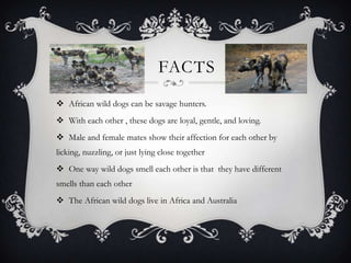 FACTS
 African wild dogs can be savage hunters.
 With each other , these dogs are loyal, gentle, and loving.
 Male and female mates show their affection for each other by
licking, nuzzling, or just lying close together
 One way wild dogs smell each other is that they have different
smells than each other
 The African wild dogs live in Africa and Australia
 