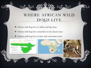 WHERE AFRICAN WILD
DOGS LIVE
 African wild dogs live in Africa and big areas
 African wild dogs live sometimes in the desert areas
 African wild dogs live in dens and sometimes caves
 