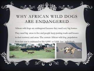 WHY AFRICAN WILD DOGS
ARE ENDANGERED
African wild dogs are endangered because they need very big homes.
They need big areas to live and people keep putting roads and houses
in their territory and areas. The current African wild dog population
from last year is estimated to like 6,000 or 5,000 less individuals.
 