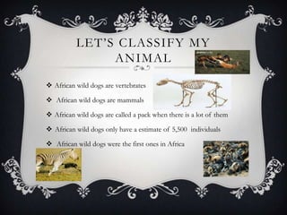 LET’S CLASSIFY MY
ANIMAL
 African wild dogs are vertebrates
 African wild dogs are mammals
 African wild dogs are called a pack when there is a lot of them
 African wild dogs only have a estimate of 5,500 individuals
 African wild dogs were the first ones in Africa
 