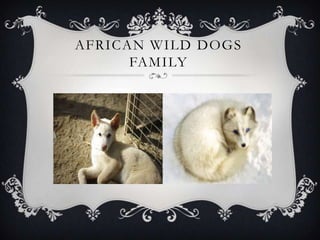 AFRICAN WILD DOGS
FAMILY
 