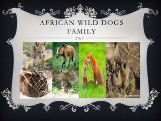 AFRICAN WILD DOGS
FAMILY
 