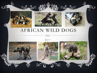 AFRICAN WILD DOGS
B J-V
 