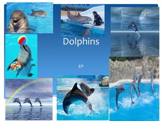 Dolphins
EP
 