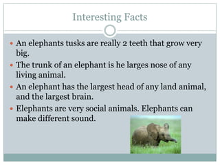 Interesting Facts
 An elephants tusks are really 2 teeth that grow very
big.
 The trunk of an elephant is he larges nose of any
living animal.
 An elephant has the largest head of any land animal,
and the largest brain.
 Elephants are very social animals. Elephants can
make different sound.
 