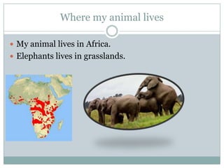 Where my animal lives
 My animal lives in Africa.
 Elephants lives in grasslands.
 