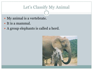 Let’s Classify My Animal
 My animal is a vertebrate.
 It is a mammal.
 A group elephants is called a herd.
 
