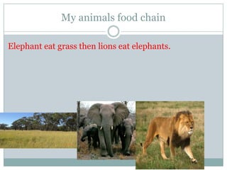 My animals food chain
Elephant eat grass then lions eat elephants.
 