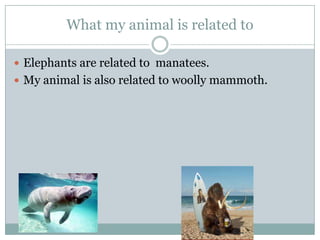 What my animal is related to
 Elephants are related to manatees.
 My animal is also related to woolly mammoth.
 
