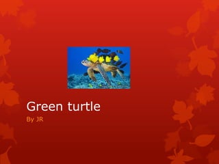 Green turtle
By JR
 