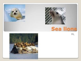 Sea lions
ML
 