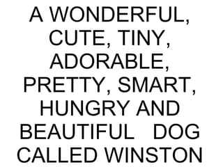 A WONDERFUL,
CUTE, TINY,
ADORABLE,
PRETTY, SMART,
HUNGRY AND
BEAUTIFUL DOG
CALLED WINSTON
 