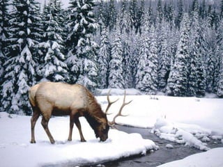Winter 1