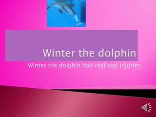 Winter the dolphin had real bad injuries.
 