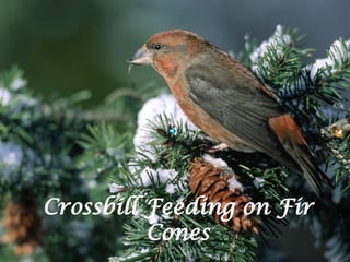 Crossbill Feeding on Fir Cones 