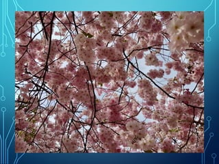 Winter and spring by Ingemar Pongratz