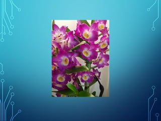 Winter and spring by Ingemar Pongratz