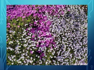 Winter and spring by Ingemar Pongratz