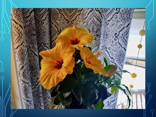 Winter and spring by Ingemar Pongratz