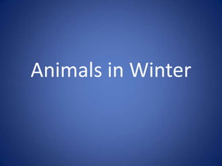 Animals in Winter
 