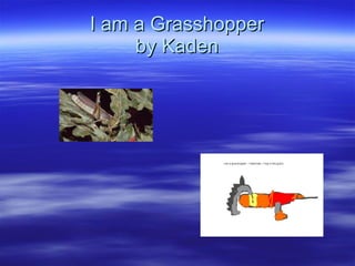 I am a Grasshopper by Kaden 