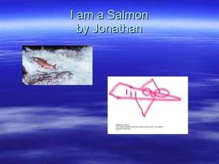 I am a Salmon by Jonathan 