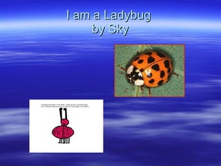 I am a Ladybug  by Sky 
