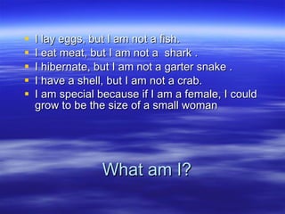 What am I? I lay eggs, but I am not a fish. I eat meat, but I am not a  shark . I hibernate, but I am not a garter snake . I have a shell, but I am not a crab. I am special because if I am a female, I could grow to be the size of a small woman   