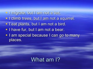 What am I? I migrate, but I am not a bat. I climb trees, but I am not a squirrel. I eat plants, but I am not a bird. I have fur, but I am not a bear. I am special because I can go to many places. 