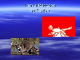 I am a Raccoon by Ashlyn 