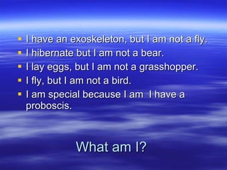 What am I? I have an exoskeleton, but I am not a fly.  I hibernate but I am not a bear. I lay eggs, but I am not a grasshopper. I fly, but I am not a bird. I am special because I am  I have a proboscis. 