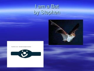 I am a Bat by Stephen 
