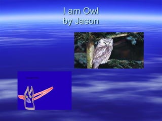 I am Owl by Jason 