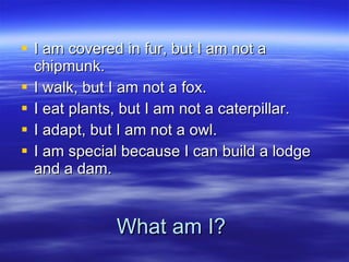 What am I? I am covered in fur, but I am not a chipmunk. I walk, but I am not a fox. I eat plants, but I am not a caterpillar. I adapt, but I am not a owl. I am special because I can build a lodge and a dam. 