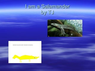 I am a Salamander by TJ 