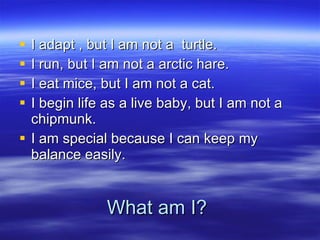 What am I? I adapt , but I am not a  turtle. I run, but I am not a arctic hare. I eat mice, but I am not a cat. I begin life as a live baby, but I am not a chipmunk. I am special because I can keep my balance easily. 