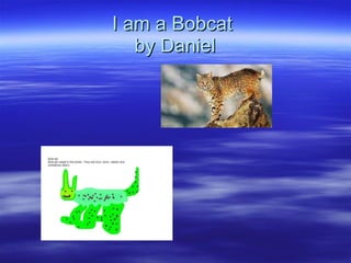 I am a Bobcat  by Daniel 