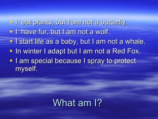 What am I? I  eat plants, but I am not a butterfly. I  have fur, but I am not a wolf. I start life as a baby, but I am not a whale. In winter I adapt but I am not a Red Fox. I am special because I spray to protect myself. 
