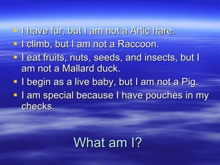 What am I? I have fur, but I am not a Artic hare. I climb, but I am not a Raccoon. I eat fruits, nuts, seeds, and insects, but I am not a Mallard duck. I begin as a live baby, but I am not a Pig. I am special because I have pouches in my checks. 