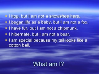 What am I? I hop, but I am not a snowshoe hare. I began life as a baby, but I am not a fox. I have fur, but I am not a chipmunk. I hibernate, but I am not a bear. I am special because my tail looks like a cotton ball. 
