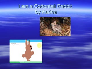 I am a Cottontail Rabbit  by Karina 