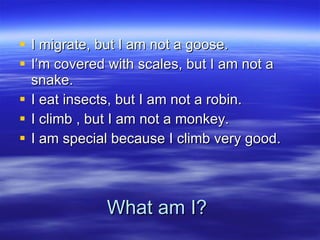 What am I? I migrate, but I am not a goose. I’m covered with scales, but I am not a snake. I eat insects, but I am not a robin. I climb , but I am not a monkey. I am special because I climb very good.  
