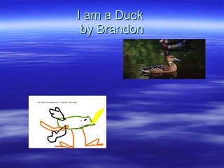 I am a Duck  by Brandon 