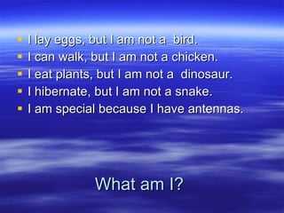 What am I? I lay eggs, but I am not a  bird. I can walk, but I am not a chicken. I eat plants, but I am not a  dinosaur.  I hibernate, but I am not a snake. I am special because I have antennas. 