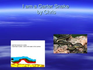 I am a Garter Snake  by Chris 
